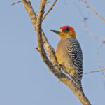 Golden-cheeked Woodpecker (image by Pete Morris)