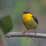 Golden-collared Manakin (image by Pete Morris)