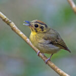 Golden-crowned Spadebill (image by Pete Morris)