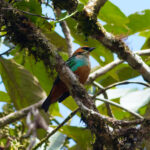 Golden-eared Tanager (image by Leo Garrigues)