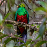 Golden-headed Quetzal (image by Leo Garrigues)