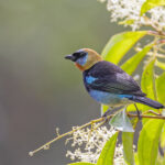 Golden-hooded Tanager (image by Pete Morris)
