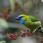 Golden-naped Barbet (image by Dáni Balla)