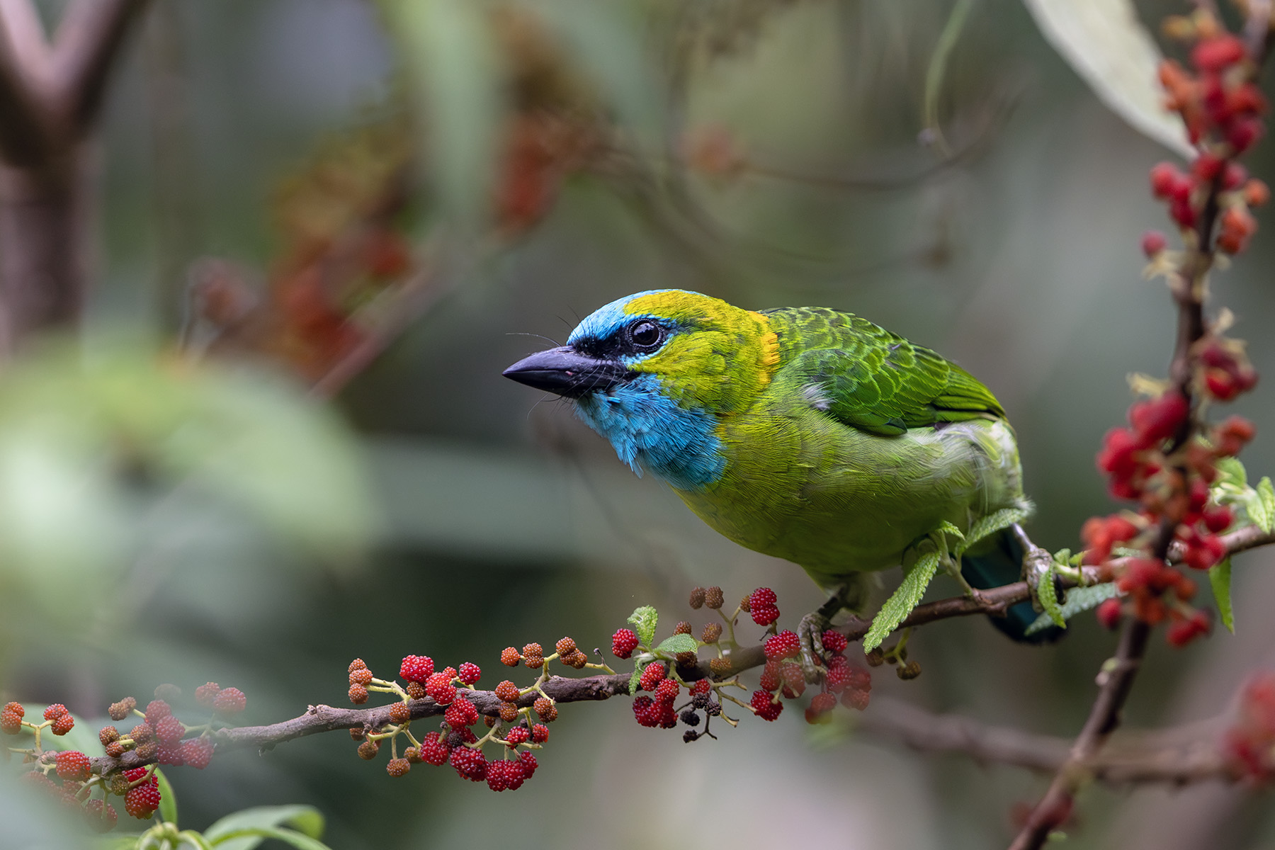 Golden-naped Barbet (image by Dáni Balla)