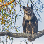 Great Horned Owl (image by Pete Morris)