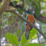 Great Jacamar (image by Pete Morris)