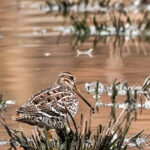 Great Snipe (image by John McLoughlin)