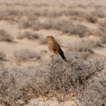 Greater Kestrel (image by John McLoughlin)
