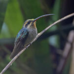 Green Hermit (image by Pete Morris)