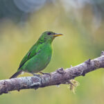 Green Honeycreeper (image by Pete Morris)