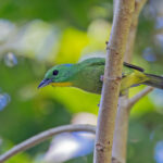Green Shrike-Vireo (image by Pete Morris)