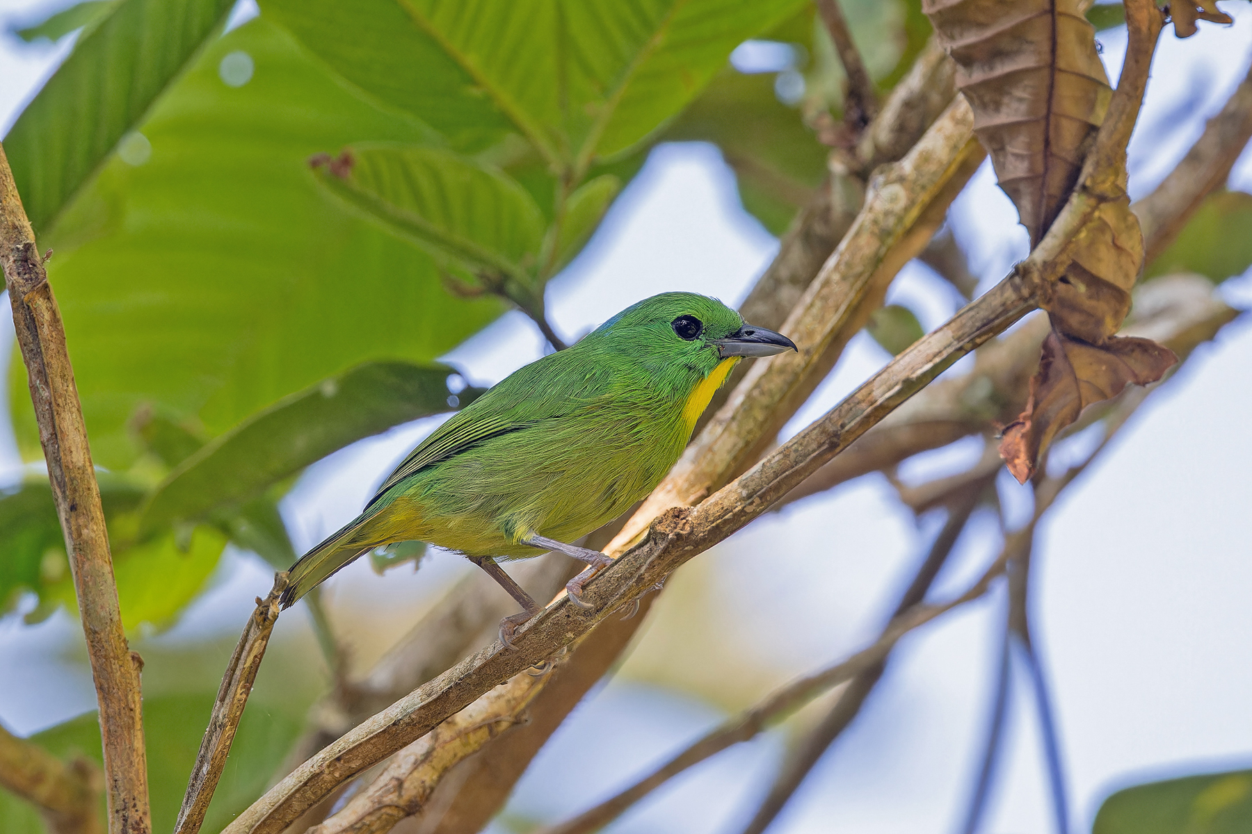 Green Shrikje-Vireo (image by Pete Morris)