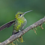 Green-crowned Brilliant (image by Pete Morris)