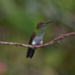 Greenish Puffleg (image by Leo Garrigues)