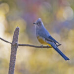 Grey Silky-Flycatcher (image by Pete Morris)
