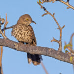 Grey Thrasher (image by Pete Morris)