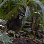 Grey-bellied Partridge (image by Dáni Balla)