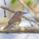 Grey-cheeked Nunlet ((image by Pete Morris)