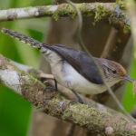 Grey-mantled Wren (image by Leo Garrigues)