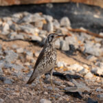 Groundscraper Thrush (image by John McLoughlin)
