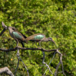Hadada Ibises (image by John McLoughlin)
