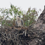 Harpy Eagle juvenile (image by Pete Morris)
