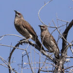Hartlaub's Babblers (image by John McLoughlin)