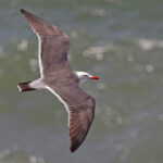 Heermann's Gull (image by Pete Morris)