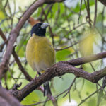 Hooded Grosbeak (image by Pete Morris)