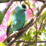 Hooded Parrot (image by David Kowalick)
