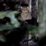 Horsfield's Tarsier (image by Dáni Balla)