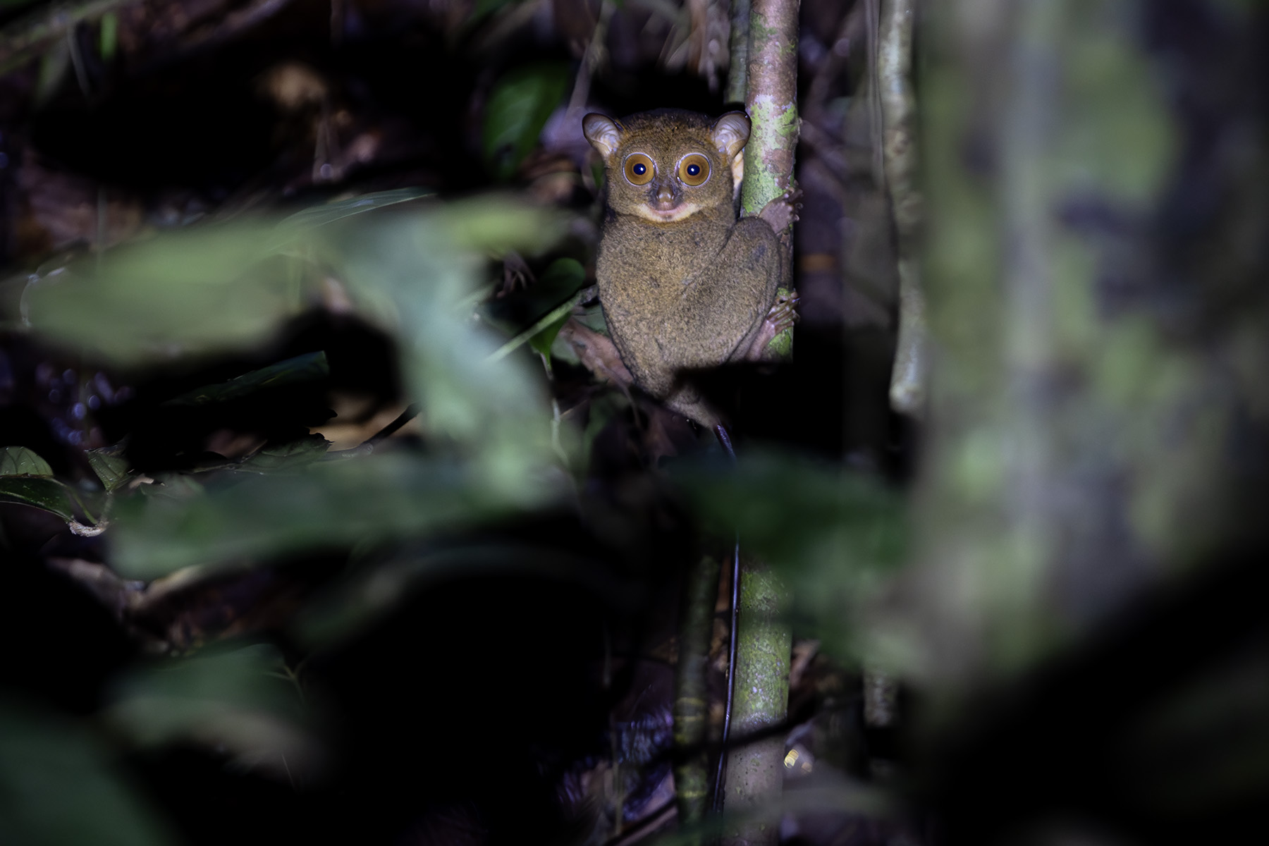 Horsfield's Tarsier (image by Dáni Balla)