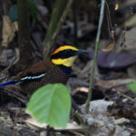 Javan Banded Pitta (image by Dáni Balla)