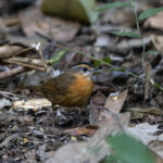 Javan Black-capped Babbler (image by Dáni Balla)