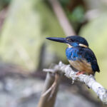 Javan Blue-banded Kingfisher (image by Dáni Balla)