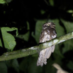 Javan Frogmouth (image by Dáni Balla)