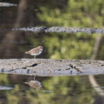 Javan Plover (image by Dáni Balla)