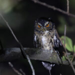 Javan Scops Owl (image by Dáni Balla)