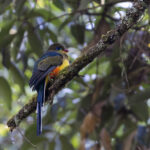 Javan Trogon (image by Dáni Balla)