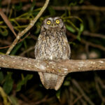 Koepcke's Screech Owl (image by Leo Garrigues)