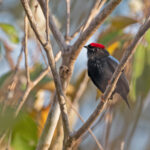 Lance-tailed Manakin (image by Pete Morris)