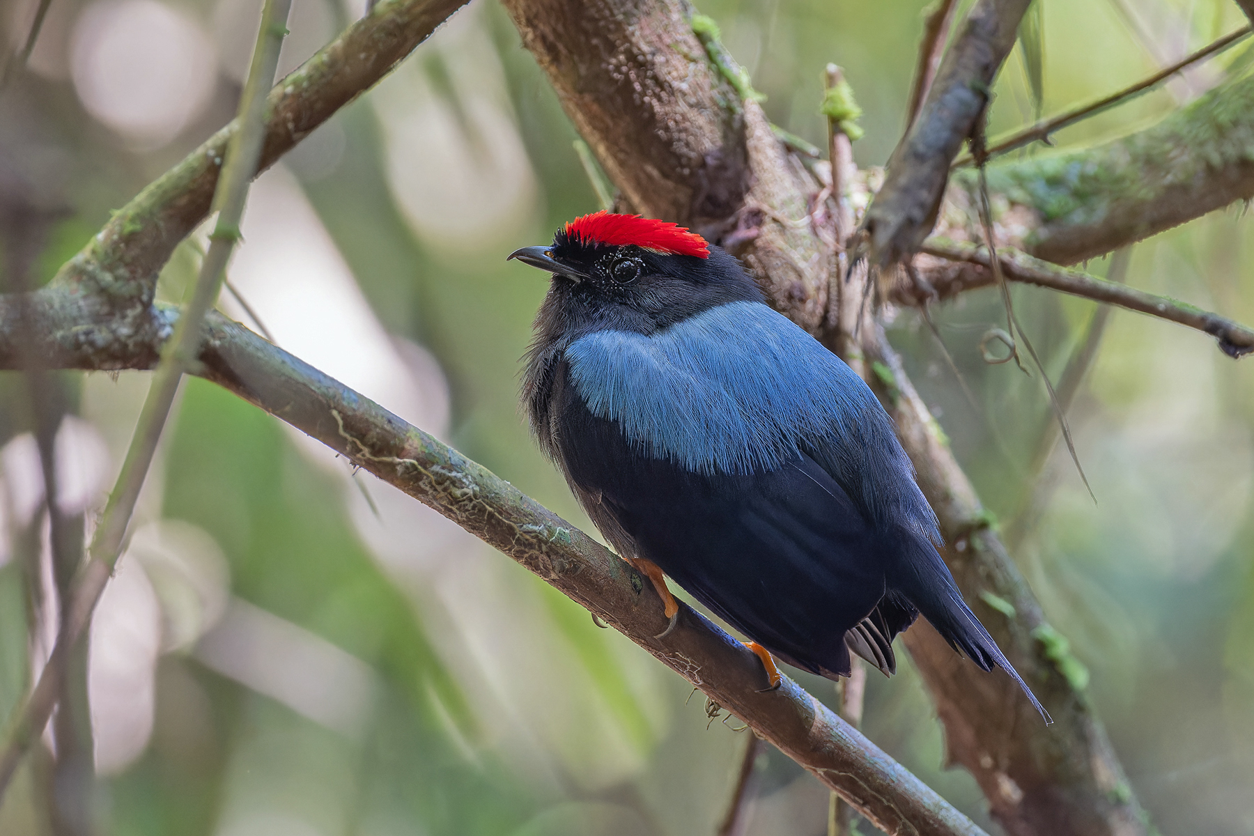 Lance-tailed Manakin (image by Pete Morris)