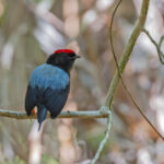 Lance-tailed Manakin (image by Pete Morris)