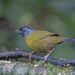Large-footed Finch (image by Pete Morris)