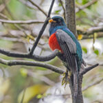 Lattice-tailed Trogon (image by Pete Morris)