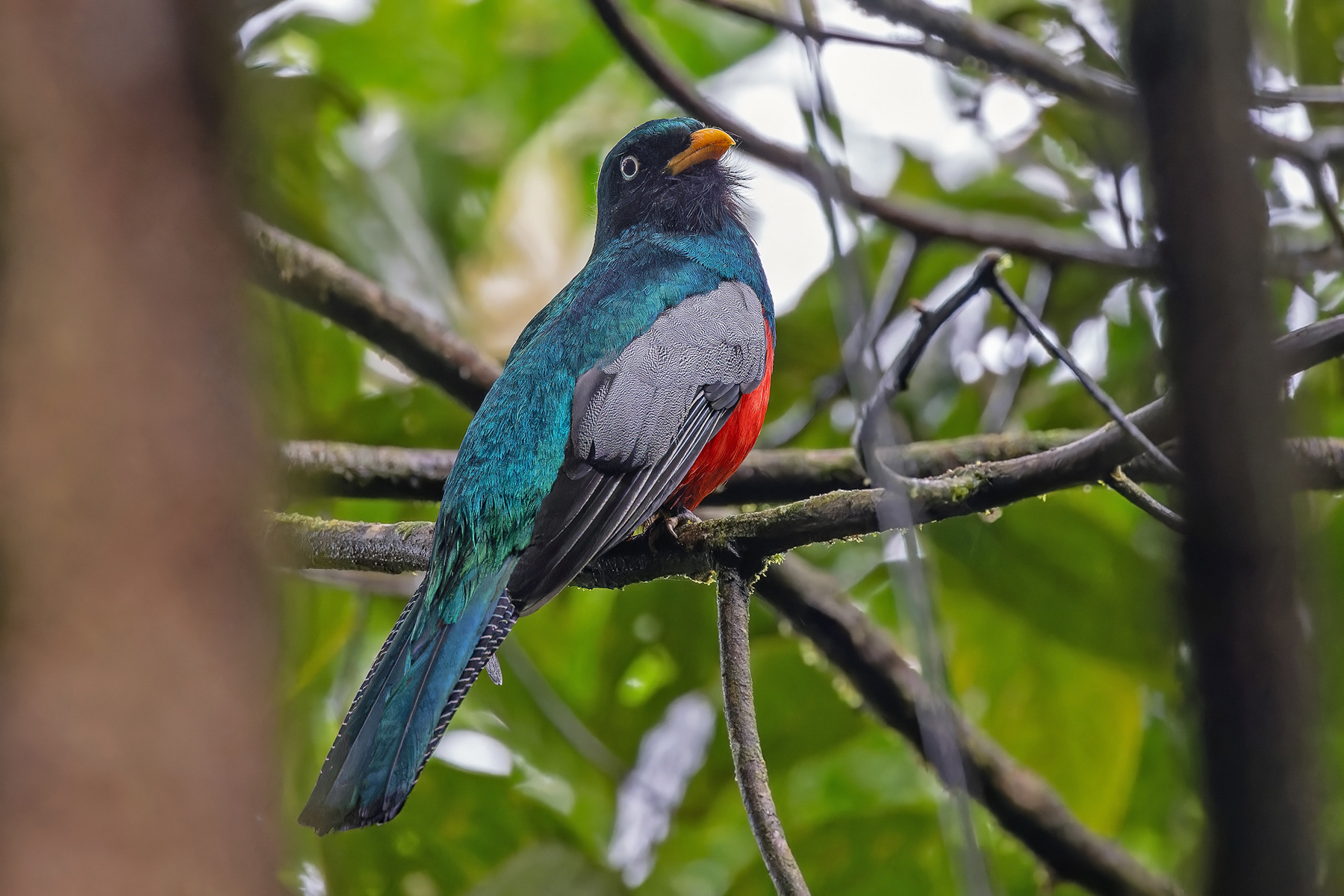 Lattice-tailed Trogon (image by Pete Morris)