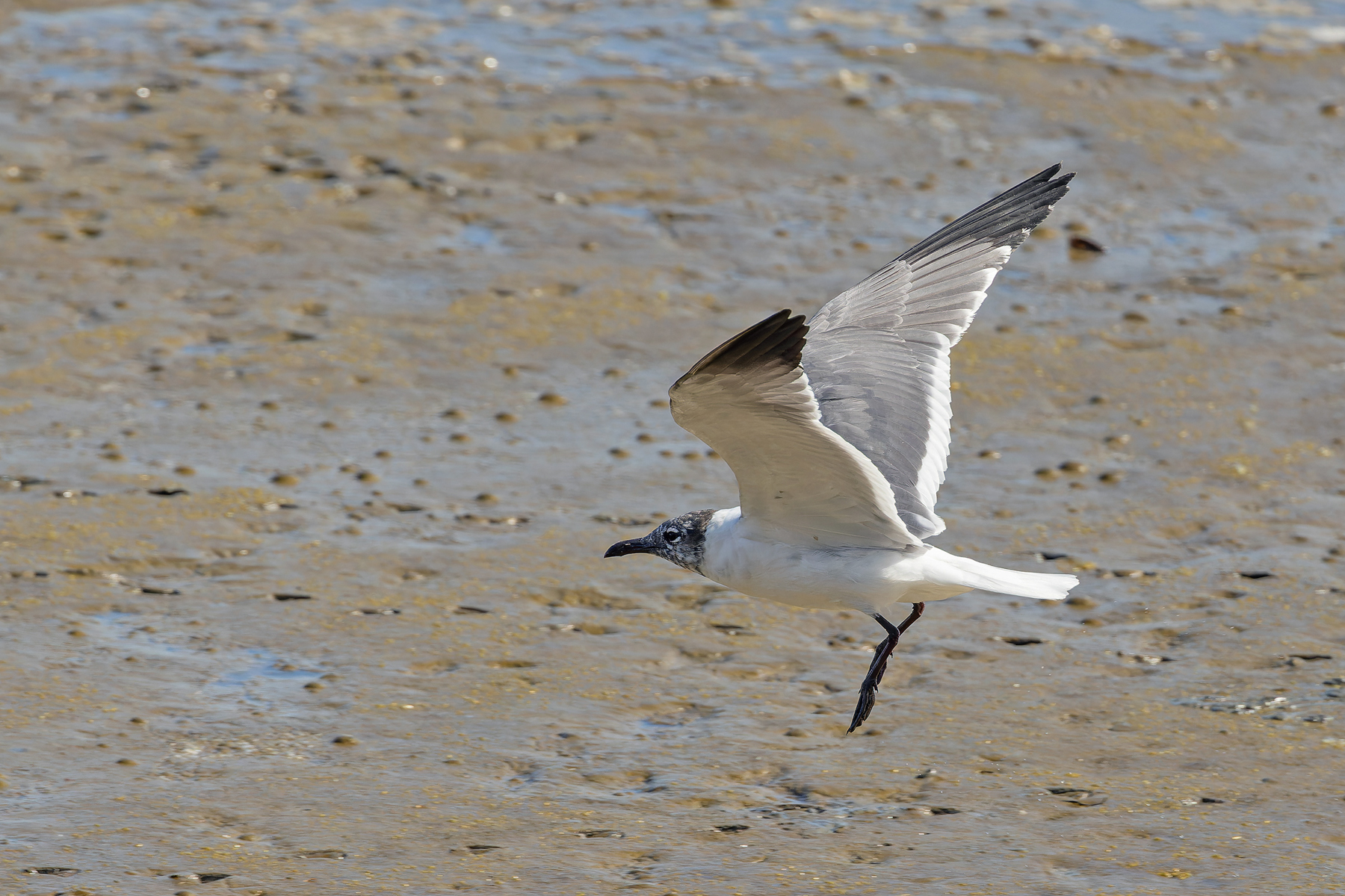 Laughing Gull (image by Pete Morris)
