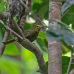 Lemon-spectacled Tanager (image by Pete Morris)