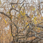 Lesser Roadrunner (image by Pete Morris)