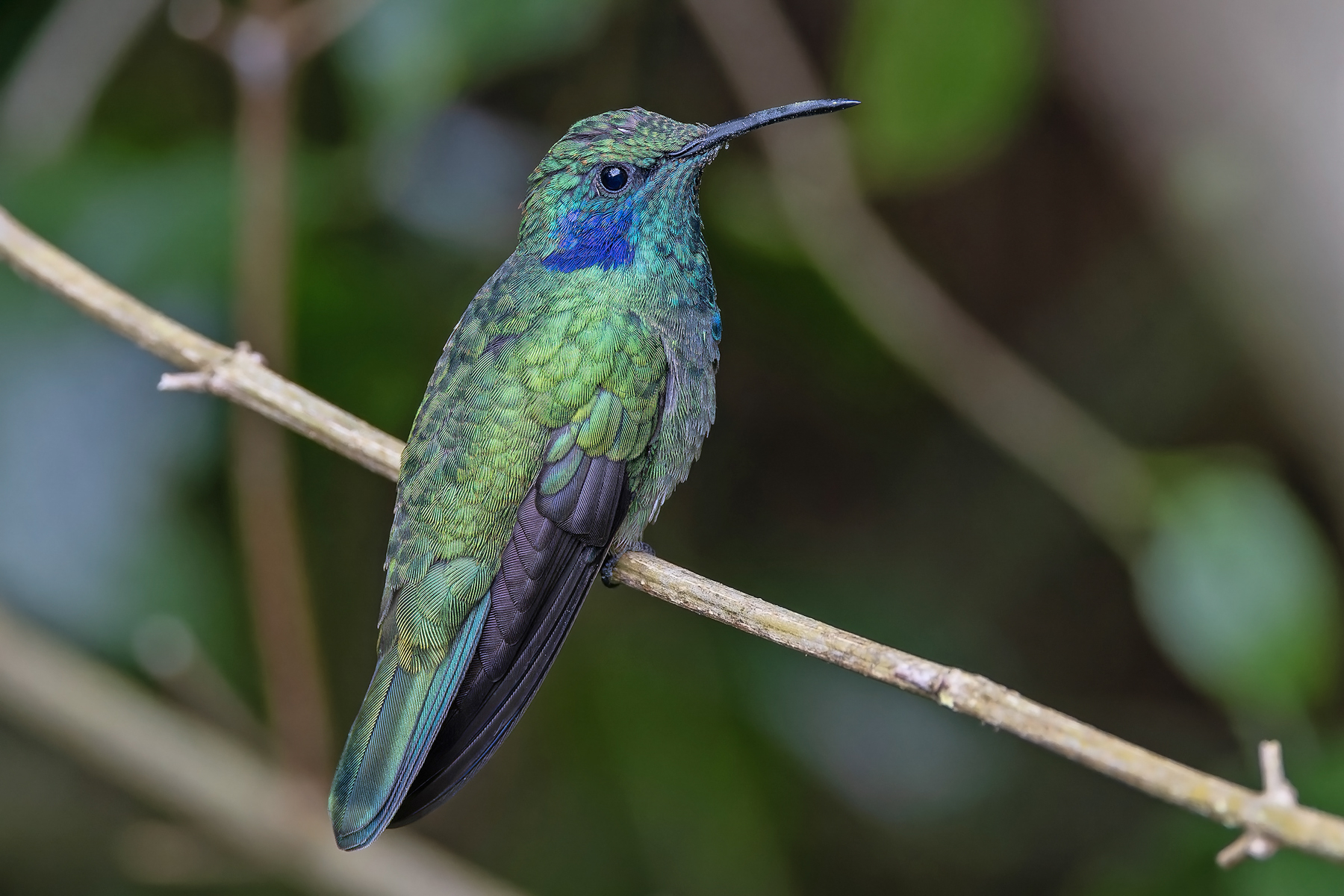 Lesser Violetear (image by Pete Morris)
